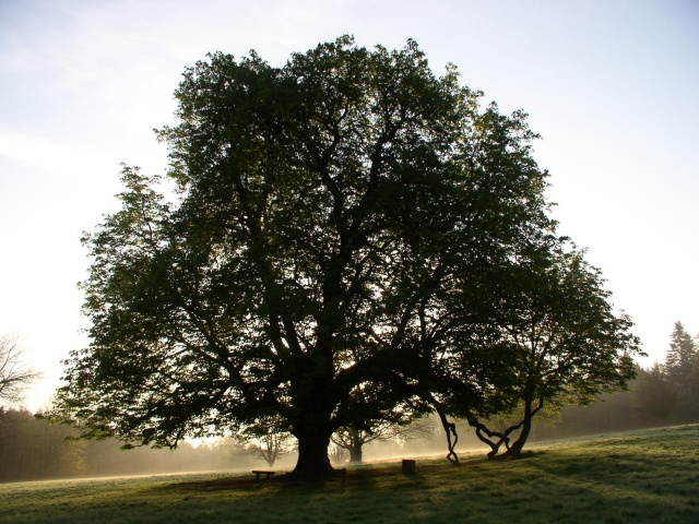 Elm: Tree of Death - Elm, Tree, Nature, Yandex Zen, Yandex Zen (link), Longpost