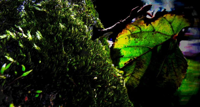 Macro and telephoto - My, The photo, Landscape, Macro photography, Moss, Tree, Poplar, Sheet, Path, Summer, Leaves, Longpost