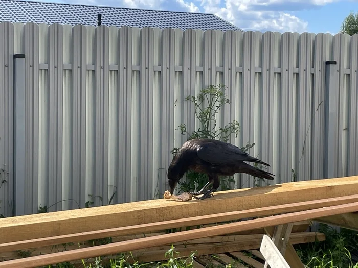 My pet - My, Crow, Outside the city, Longpost, The photo