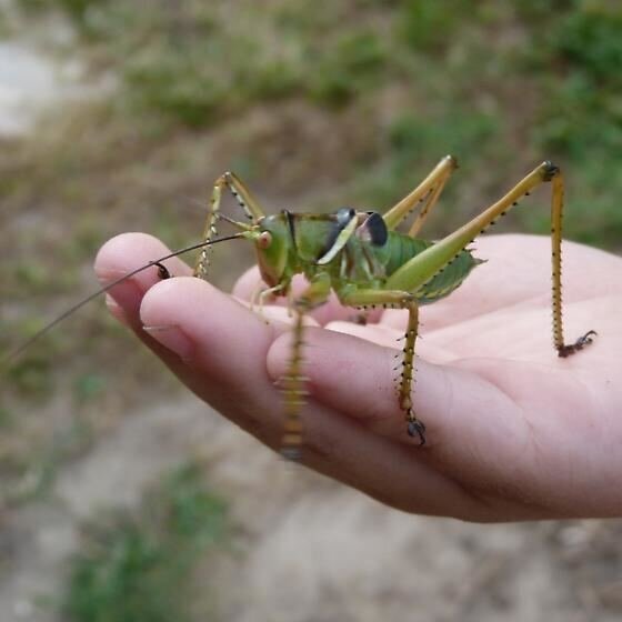 But then the grasshopper came... - My, Children's magazine, In the grass Grasshopper sat, Grasshopper, Song, Children's literature, Biology, Insects, Frogs, Longpost