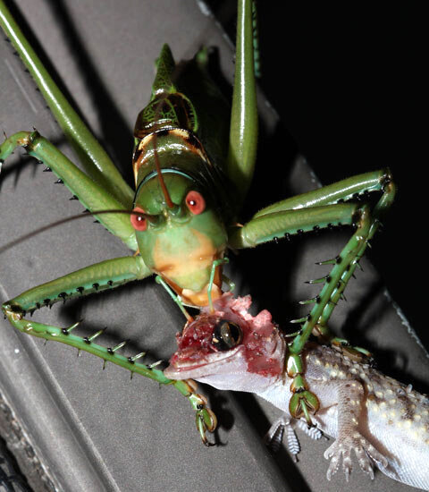 But then the grasshopper came... - My, Children's magazine, In the grass Grasshopper sat, Grasshopper, Song, Children's literature, Biology, Insects, Frogs, Longpost