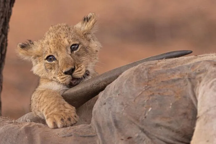 You're full, you can play - Lion cubs, a lion, Big cats, Cat family, Predatory animals, Wild animals, wildlife, National park, South Africa, The photo, Remains, Carcass, Horns, Longpost