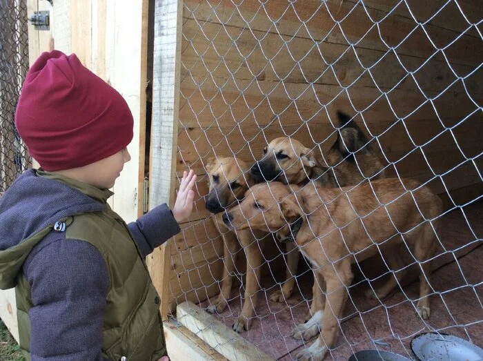 The issue of killing stray animals in Moscow will be put to the test vote for the elections. - Society, Homeless animals, Dog, Moscow, Mayor, Choice, Politics, Charity, Kindness, Volunteering, Shelter