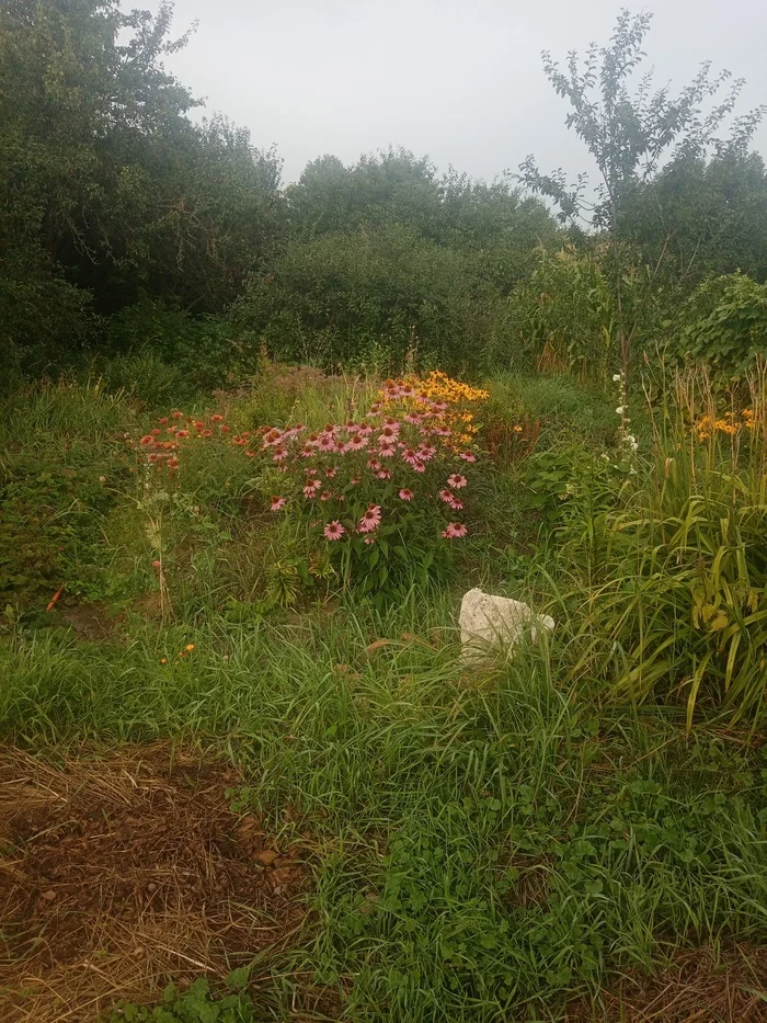 Foggy morning - My, Morning, Fog, Flowers, Longpost, Sunflower, The photo