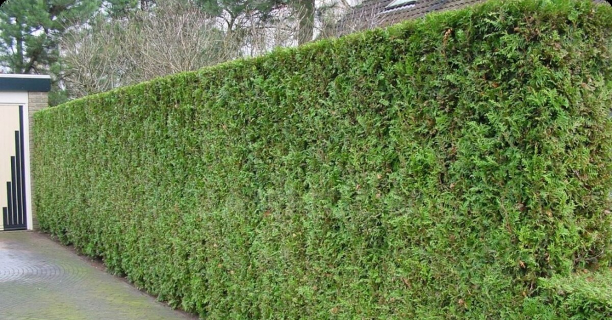 Crfxfnm pder bp ne. Туя брабант изгородь. Crfxfnm pder bp ne. Туя западная брабант изгородь. Туя западная смарагд живая изгородь.