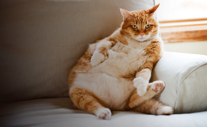 Тематические знакомства. Пышки и пухляши