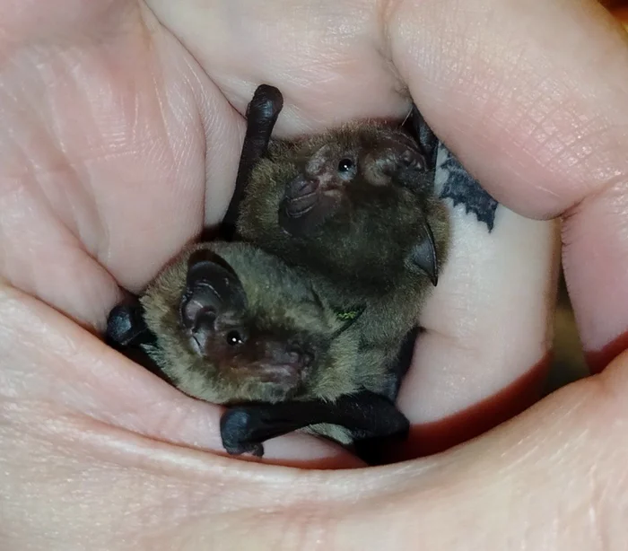 Couple - My, Animal Rescue, Bat, Pipistrelle, Rehabilitation, Longpost