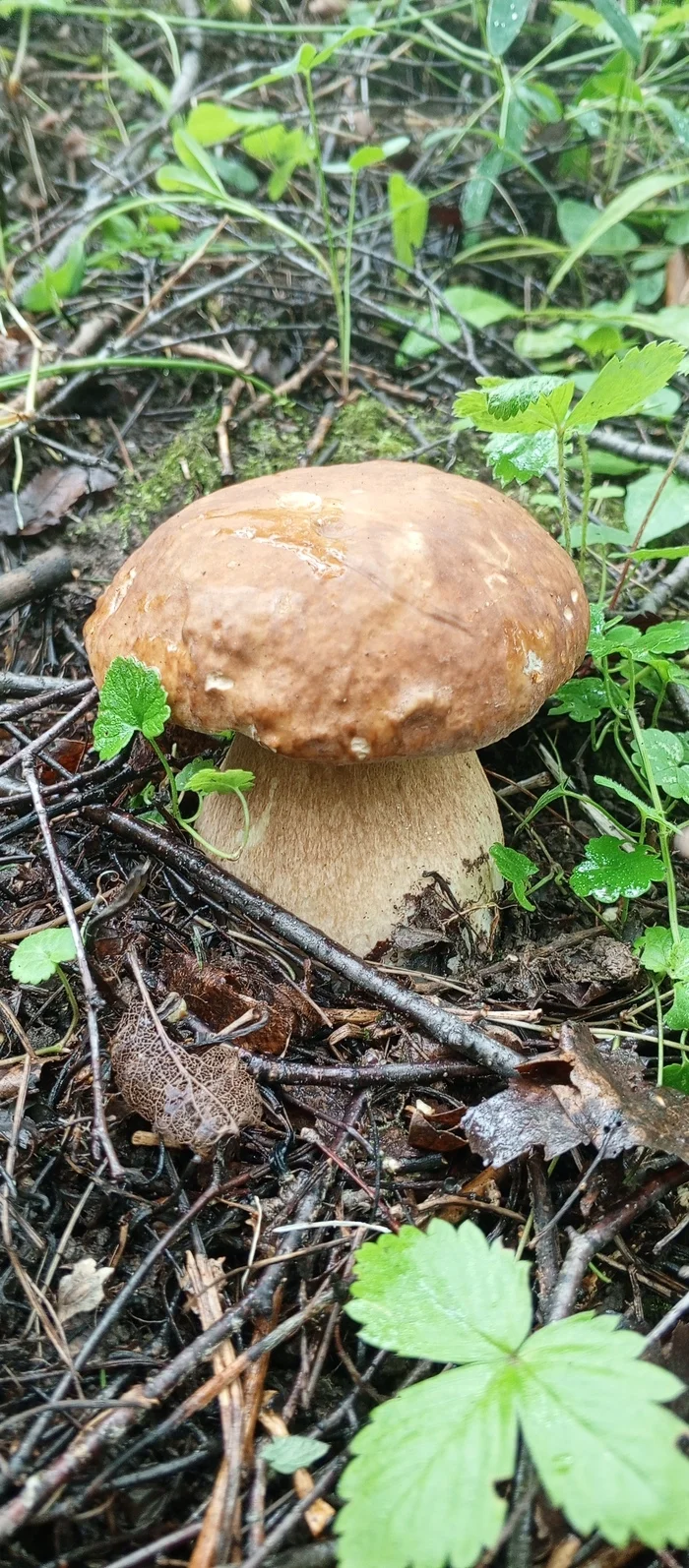 The hunt was a success - My, Mushrooms, Lactarius, Porcini, Mari El, Silent hunt, Longpost, The photo