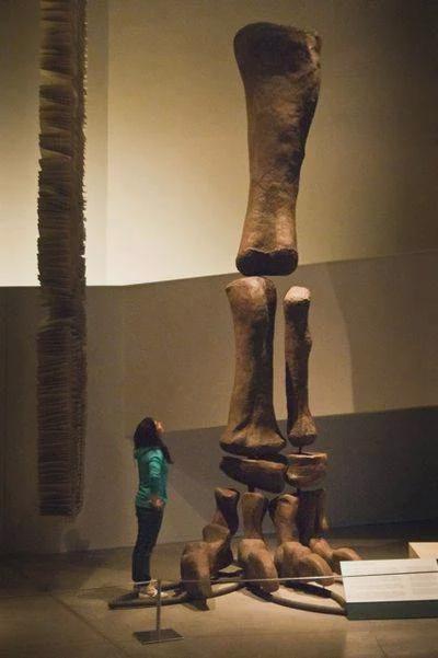 Comparison of Argentinosaurus foot sizes with humans - Dinosaurs, Paleontology, Extinction of the dinosaurs, Bones, Skeleton, Comparison, Around the world, Archeology, Informative, Longpost