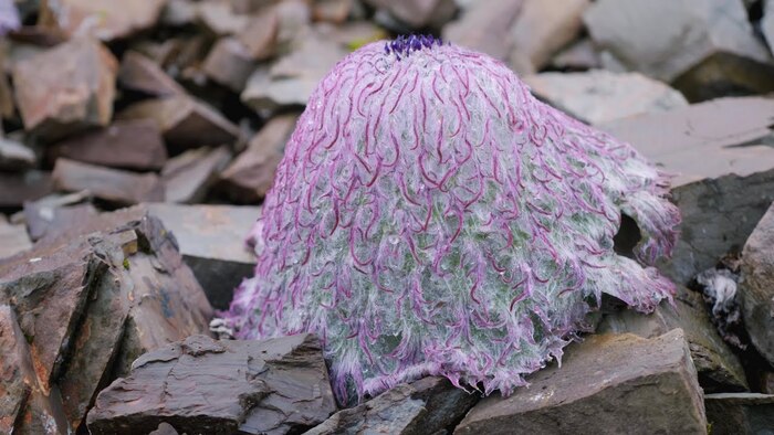   Saussurea
