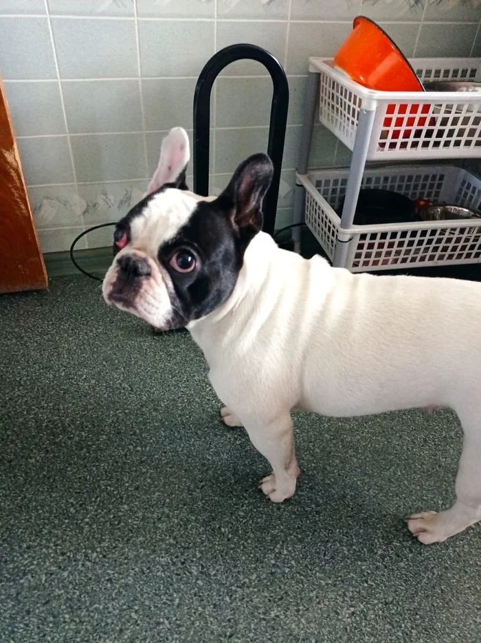 Looking for the owner or mistress of a French bulldog - No rating, Animals, French Bulldog, Search, Master, Lost, Longpost, Found a dog, Dog