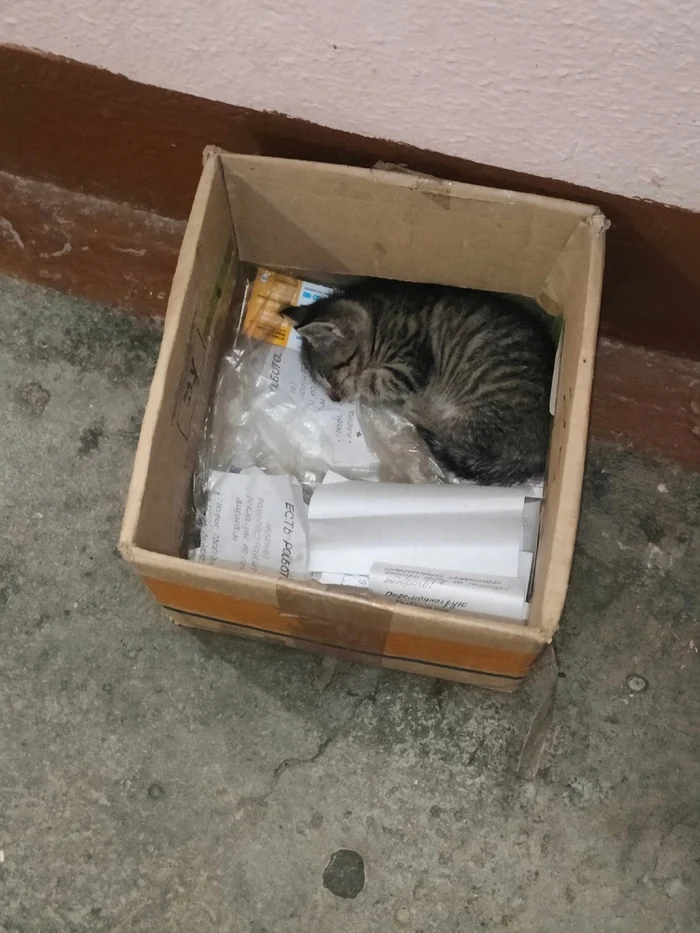 We help. Suddenly, someone just now wanted to adopt a small kitten - Saint Petersburg, Leningrad region, Helping animals, Homeless animals, cat, Kittens, VKontakte (link), Longpost