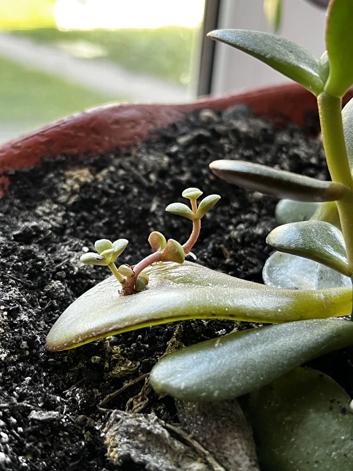 Bonsai on a Crassula leaf - My, Houseplants, Money Tree, Plants, Longpost