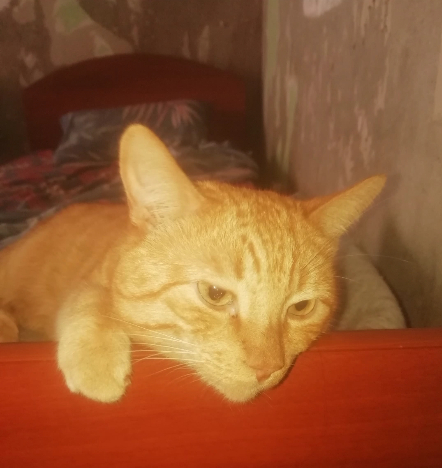 Ginger - My, cat, Redheads, Pets, The photo