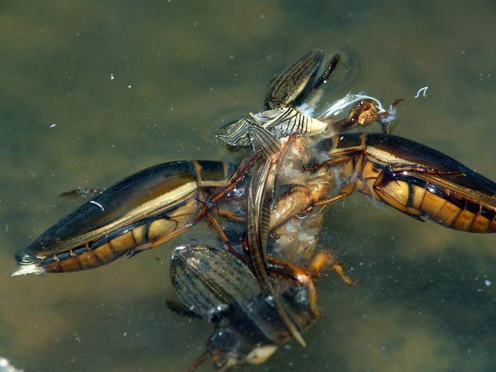 Собрались с пацанами на рыбалку, но поймали только кузнечика...