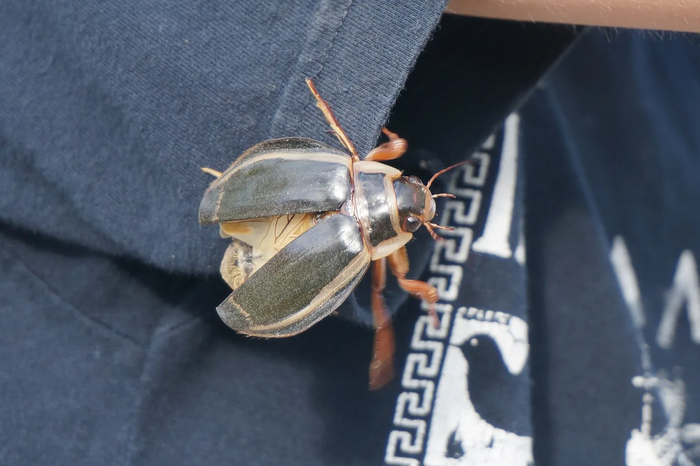 Я его поймал! Это моя добыча!