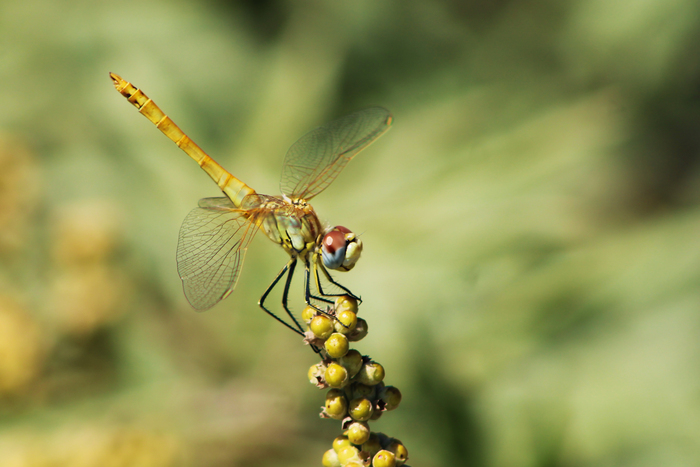Сжатобрюх фонколома