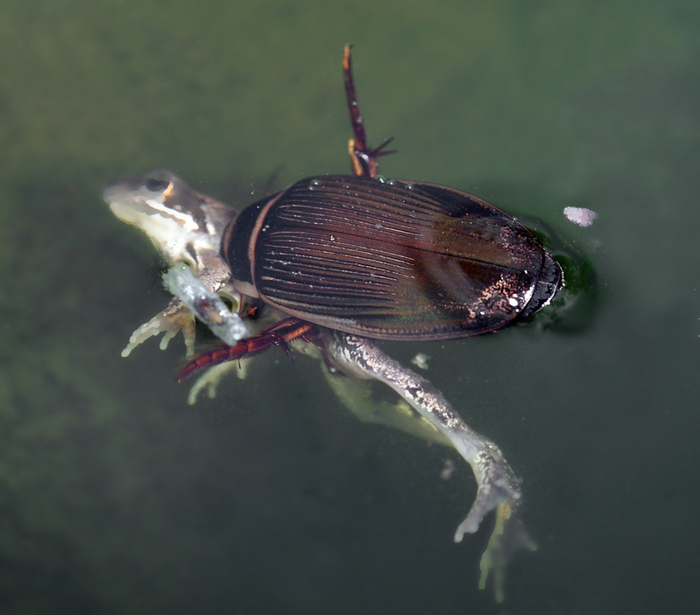Когда просто хочешь склеить ласты и держишься на плаву только благодаря ожиданию зарплаты.