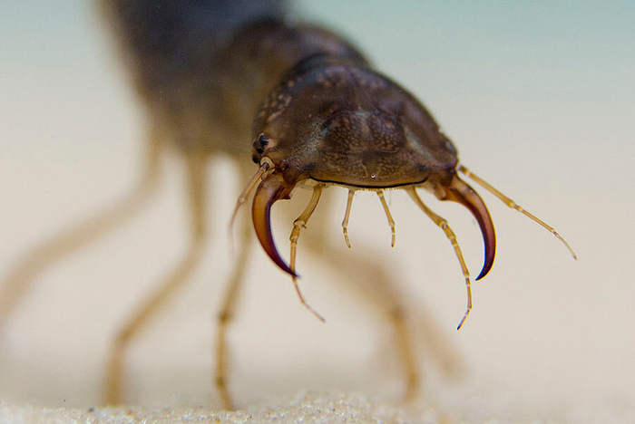 Чужого не завезли, но есть кое-что похуже.