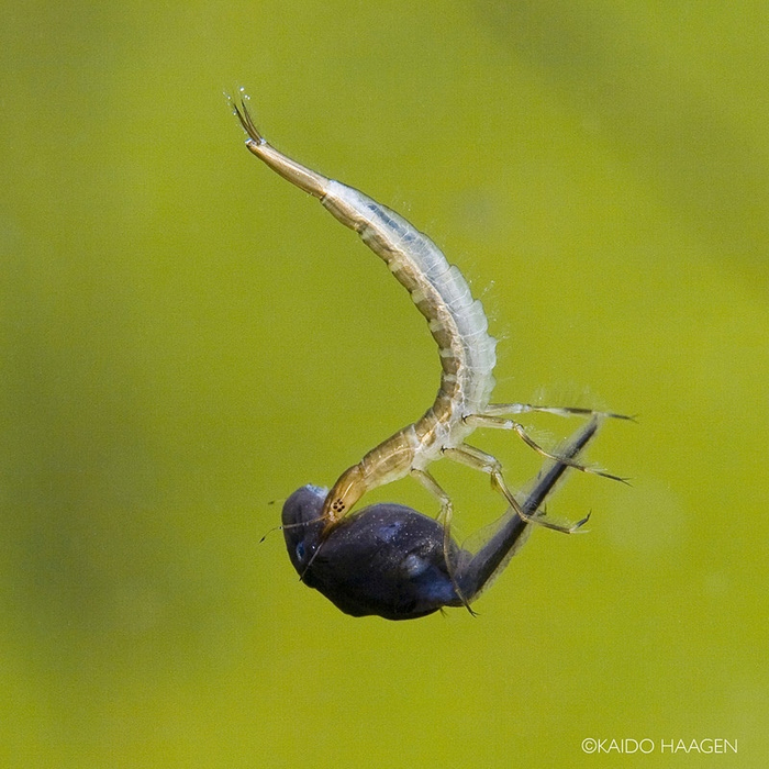 Личинки плавунцов не обладают хорошим зрением, поэтому они атакуют вообще всё. И с их навыками охоты это скорее проблема «всего».