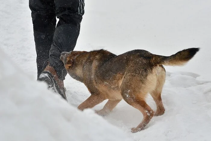 Attention, residents of the Pskov region! State Services is conducting a survey on the problem of stray dogs. Vote for your safety! - Stray dogs, Pskov, Vote, Safety, Dog attack, Public services