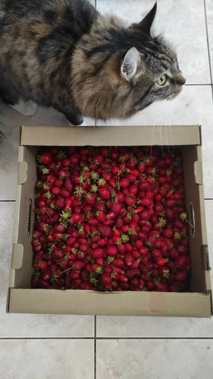 Cat inspector Bond checks the quality of strawberries - My, cat, Fat cats