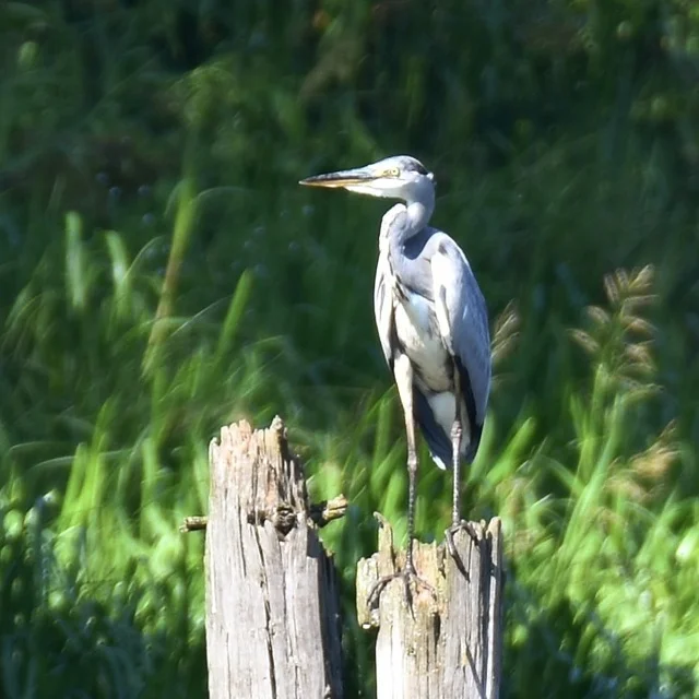 Gray herons - Heron, Gray heron, Ornithology League, Birds, The photo