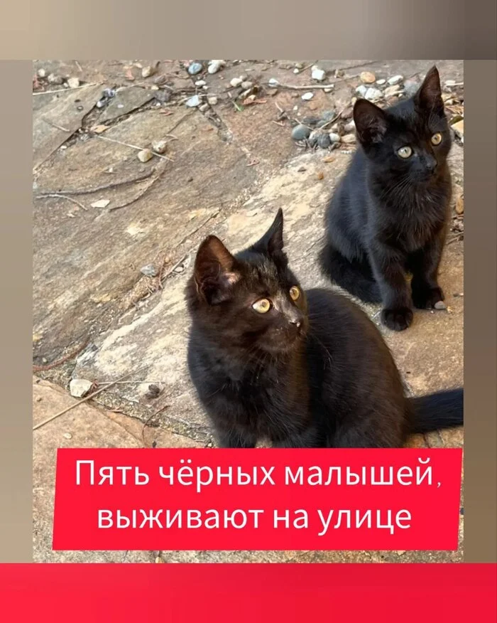 Five black kittens will die on the street - My, cat, Kittens, Black cat, Helping animals, No rating, Longpost, In good hands, Is free, SOS, Small cats, Cat lovers, Animal shelter, Pets, Homeless animals, Moscow, Istra