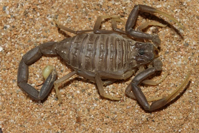 Leiurus jordanensis Loureno, Modry & Amr, 2002 - Biology, Milota, Scorpions, Pets, Wild animals, Animals, Predatory animals, Arachnids, Arthropods, Rare view, VKontakte (link), Longpost