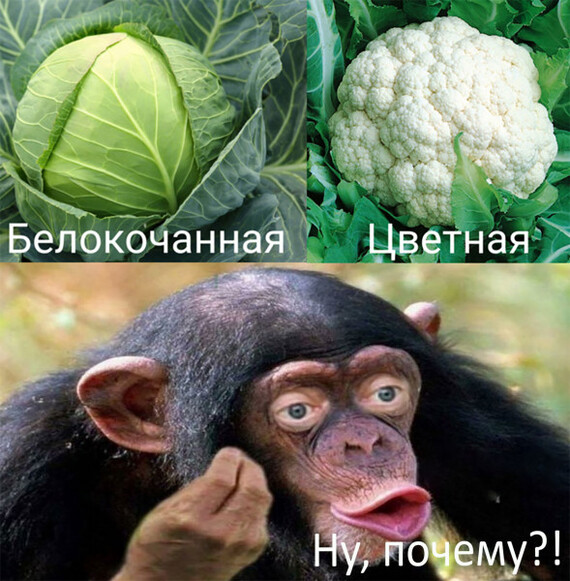 No answer... and silence - Question, The unknown, Strange humor, Fate, How to live, Reasoning, Cabbage, Picture with text, Why?, Monkey, Humor, Cauliflower