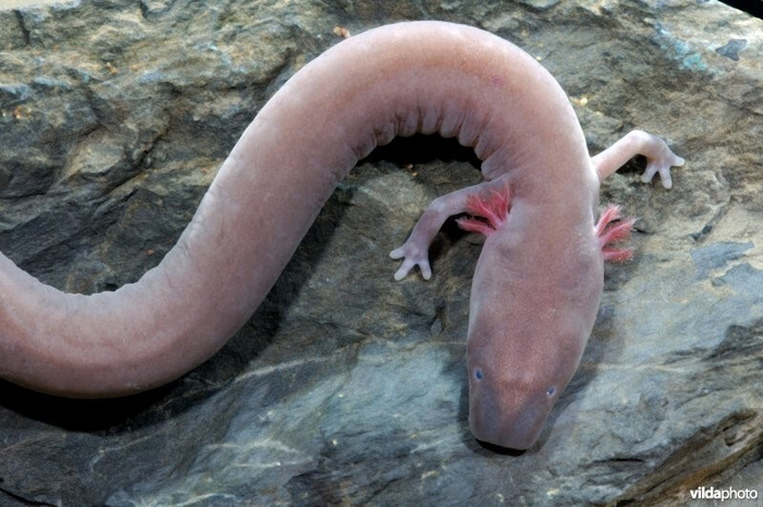 У протеев есть чуть более темная версия, у которой даже глаза виднеются. Раньше ученые считали его отдельным видом, но оказалось, что это всего лишь подвид, который живет в единственной пещере на планете!