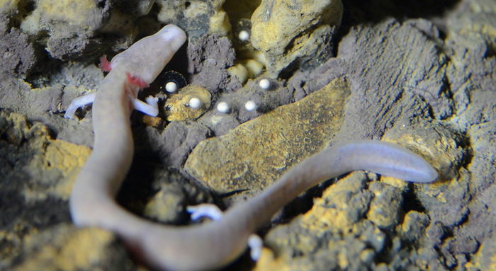 Сам протей тоже не совсем взрослый. Физиологически он всю жизнь остается в состоянии ребёнка. Такие личинки называют неотеническими. Их главное отличие от обычных личинок в том, что они способны размножаться.