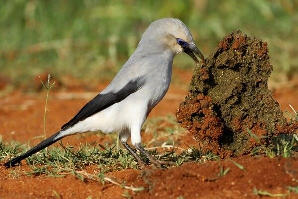 Насекомодобытчик на прииске.