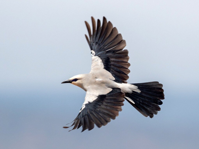 Кустарниковые вороны неплохо летают, но большую часть жизни они проводят на земле или кустах.