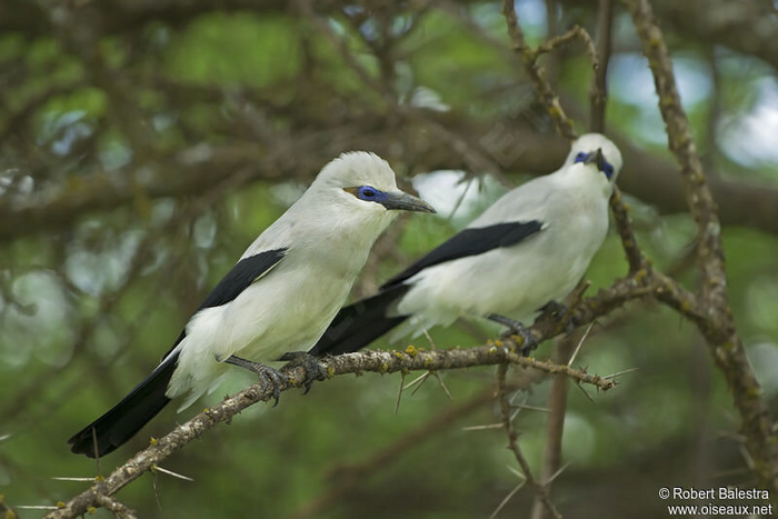 Самцы и самки кустарниковых воронов не отличаются друг от друга внешне. И как они понимают кто есть кто?