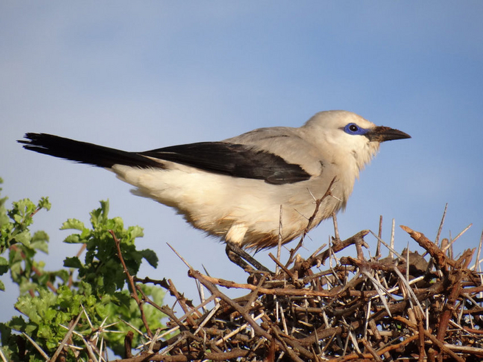 Так как каркас гнезда плетётся из колючих веток, он обеспечивает неплохую защиту.