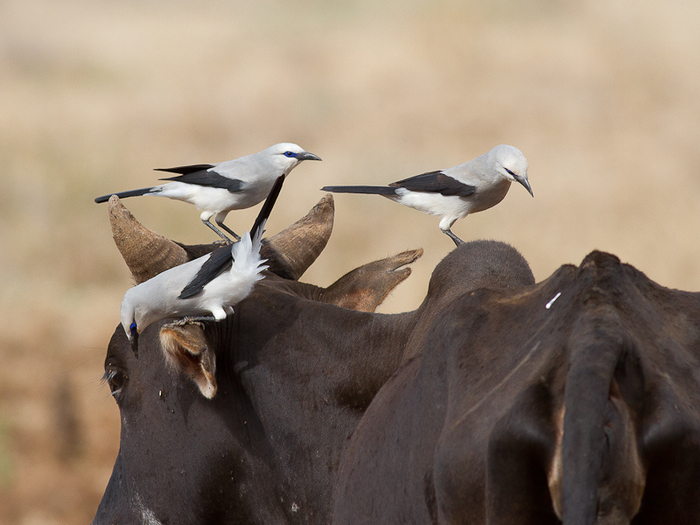 И крупные копытные (с вкусными блохами на них) тоже обитают за пределами их ареала.