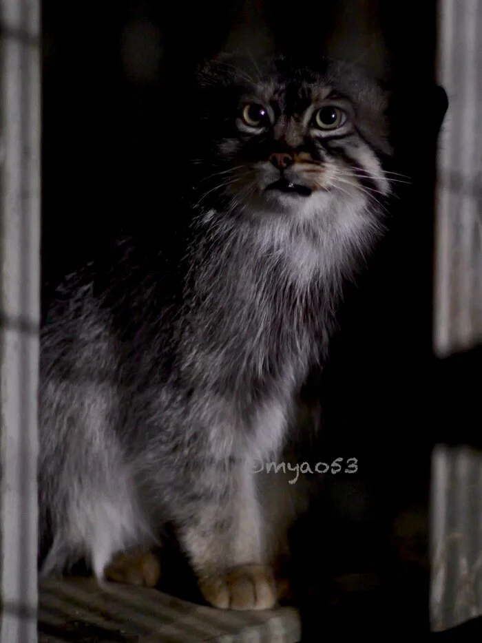 Are you sleeping? Well sleep... sleep... - Wild animals, Zoo, Predatory animals, Cat family, Pallas' cat, Small cats