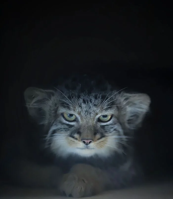 Reply to the post “Are you sleeping? Well, sleep... sleep...” - Wild animals, Zoo, Predatory animals, Cat family, Pallas' cat, Small cats, Young, The photo, Reply to post