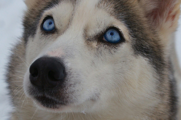 Хаски: Приюты переполнены этими собаками. Вот к чему приводит бешеная популярность в городе Хаски, Собака, Животные, Яндекс Дзен, Яндекс Дзен (ссылка), Длиннопост, Волна постов Хаски: Приюты переполнены этими собаками. Вот к чему приводит бешеная популярность в городе Хаски, Собака, Животные, Яндекс Дзен, Яндекс Дзен (ссылка), Длиннопост, Волна постов