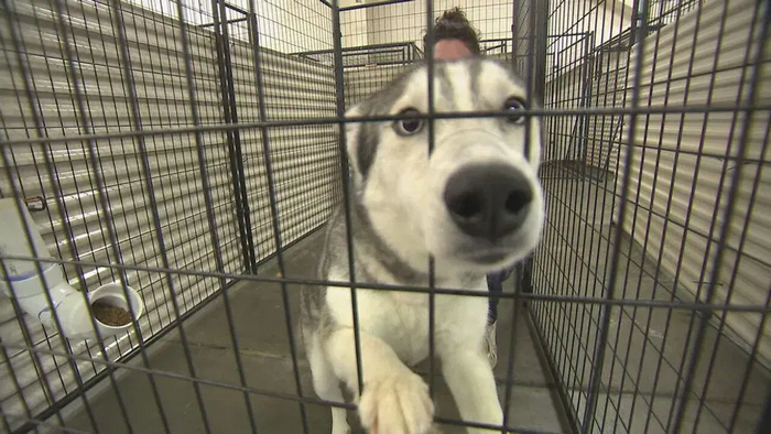 Хаски: Приюты переполнены этими собаками. Вот к чему приводит бешеная популярность в городе Хаски, Собака, Животные, Яндекс Дзен, Яндекс Дзен (ссылка), Длиннопост, Волна постов Хаски: Приюты переполнены этими собаками. Вот к чему приводит бешеная популярность в городе Хаски, Собака, Животные, Яндекс Дзен, Яндекс Дзен (ссылка), Длиннопост, Волна постов