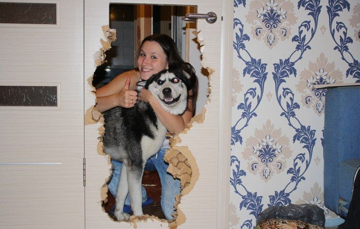 Хаски: Приюты переполнены этими собаками. Вот к чему приводит бешеная популярность в городе Хаски, Собака, Животные, Яндекс Дзен, Яндекс Дзен (ссылка), Длиннопост, Волна постов Хаски: Приюты переполнены этими собаками. Вот к чему приводит бешеная популярность в городе Хаски, Собака, Животные, Яндекс Дзен, Яндекс Дзен (ссылка), Длиннопост, Волна постов