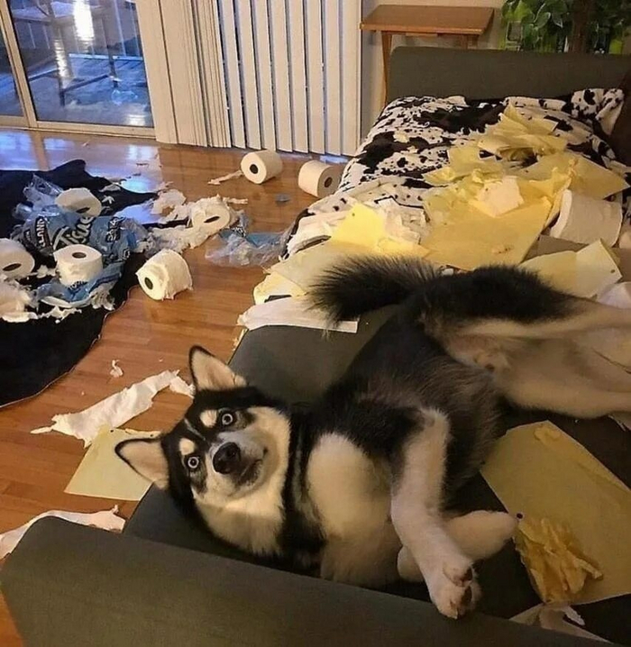 Хаски: Приюты переполнены этими собаками. Вот к чему приводит бешеная популярность в городе Хаски, Собака, Животные, Яндекс Дзен, Яндекс Дзен (ссылка), Длиннопост, Волна постов Хаски: Приюты переполнены этими собаками. Вот к чему приводит бешеная популярность в городе Хаски, Собака, Животные, Яндекс Дзен, Яндекс Дзен (ссылка), Длиннопост, Волна постов