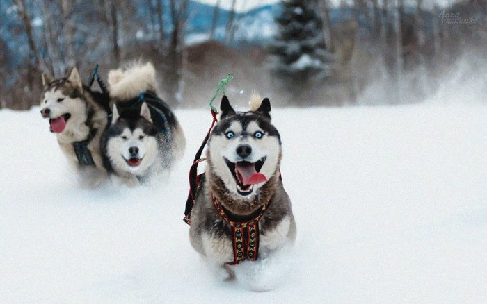 Хаски: Приюты переполнены этими собаками. Вот к чему приводит бешеная популярность в городе Хаски, Собака, Животные, Яндекс Дзен, Яндекс Дзен (ссылка), Длиннопост, Волна постов Хаски: Приюты переполнены этими собаками. Вот к чему приводит бешеная популярность в городе Хаски, Собака, Животные, Яндекс Дзен, Яндекс Дзен (ссылка), Длиннопост, Волна постов