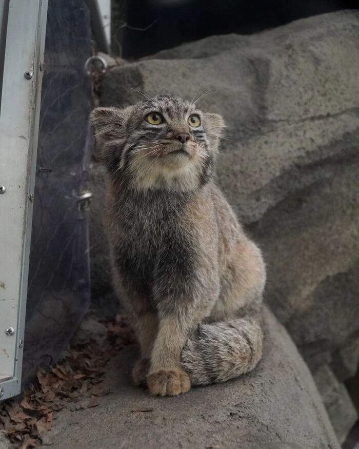 ���� �������� ���