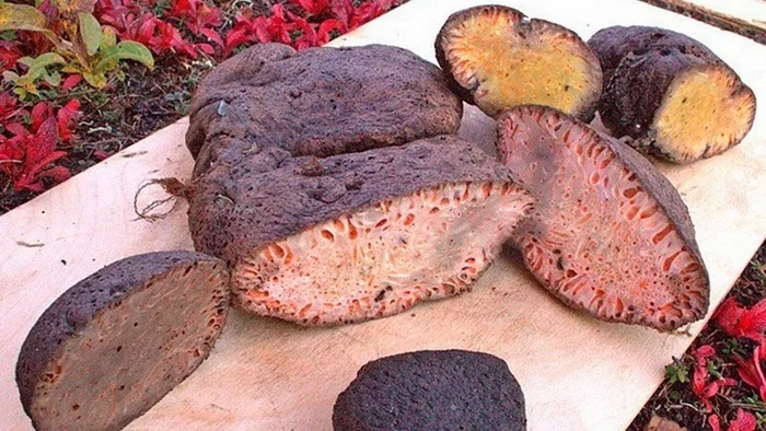 Kopalchen - an unusual and deadly northern delicacy - Informative, Food, Meat, Want to know everything, Around the world, Exotic, Tundra, Permafrost, Raw, North, Chukchi, Evenki, Yandex Zen (link), Longpost, Nenets, Digestion, Delicacy, Danger