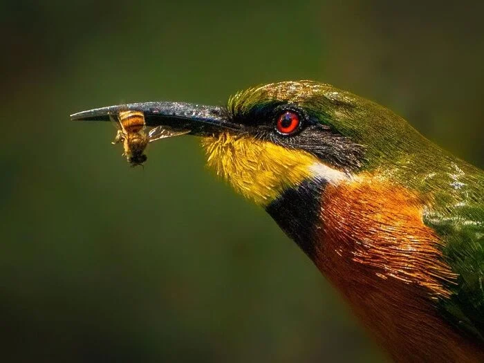 Collared bee-eater with prey - Szczurka, Birds, Wild animals, wildlife, Reserves and sanctuaries, Africa, The photo