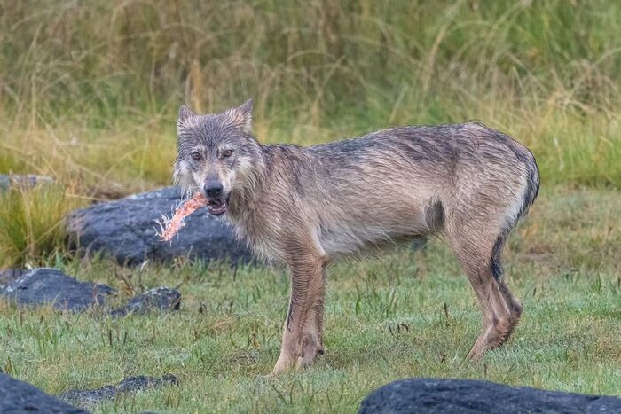 Vancouver Island wolf - Endangered species, Endemic, Wolf, Canines, Predatory animals, Wild animals, wildlife, Reserves and sanctuaries, North America, The photo