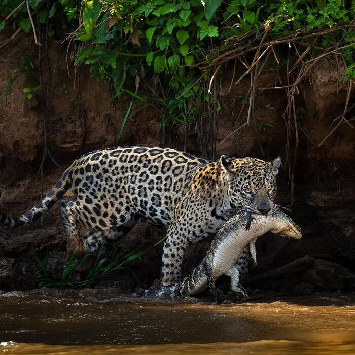 Jaguar with fresh catch - Jaguar, Big cats, Cat family, Predatory animals, Wild animals, wildlife, South America, The photo, Caiman, Mining