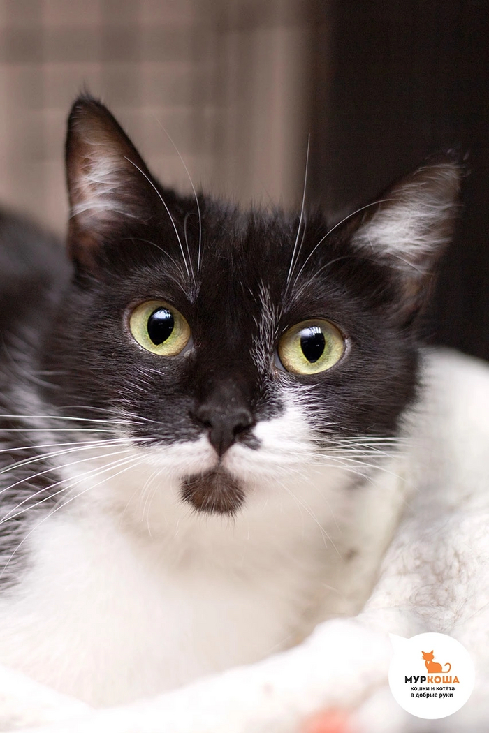 Кошечка МАРКИЗЕТТА приехала к нам с передержки.